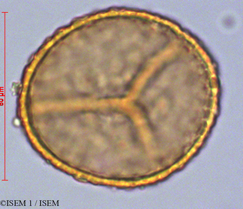 ISEM 1/Melpomene_moniliformis_82294/Melpomene_moniliformis_82294_0002(copy).jpg